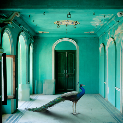 Karen Knorr, "Transmigrations"